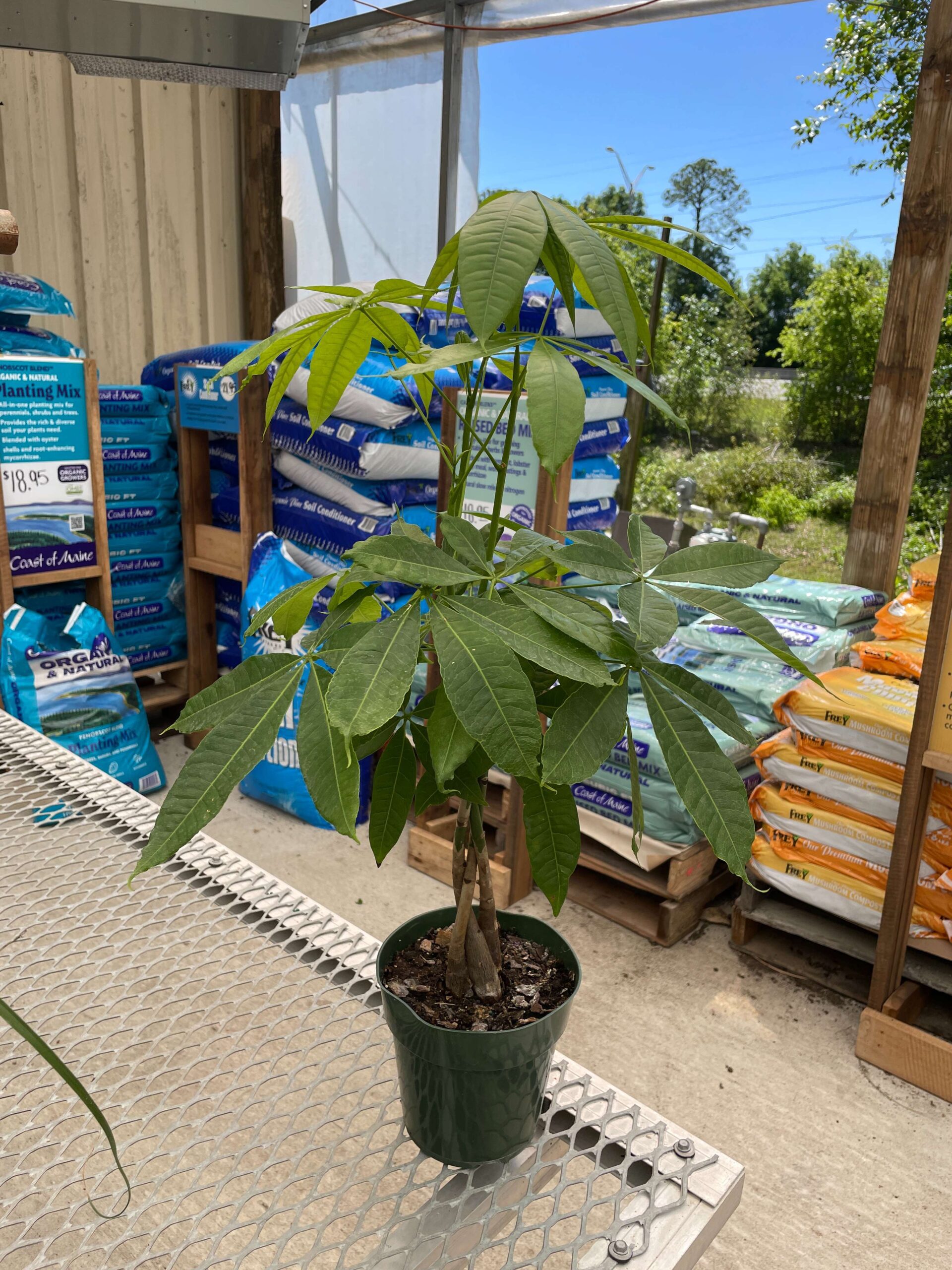 House Plants Pensacola FL | Plant & Flowers Nursery - Bailey's Produce &  Nursery